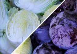 Як позбутись від шкідників на капусті 