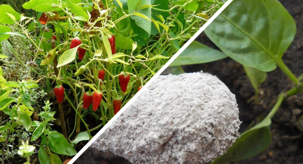 Виклала під кожен кущ болгарського перцю – і добрива не треба: рослина перетворилась на “гірлянду” з плодів 