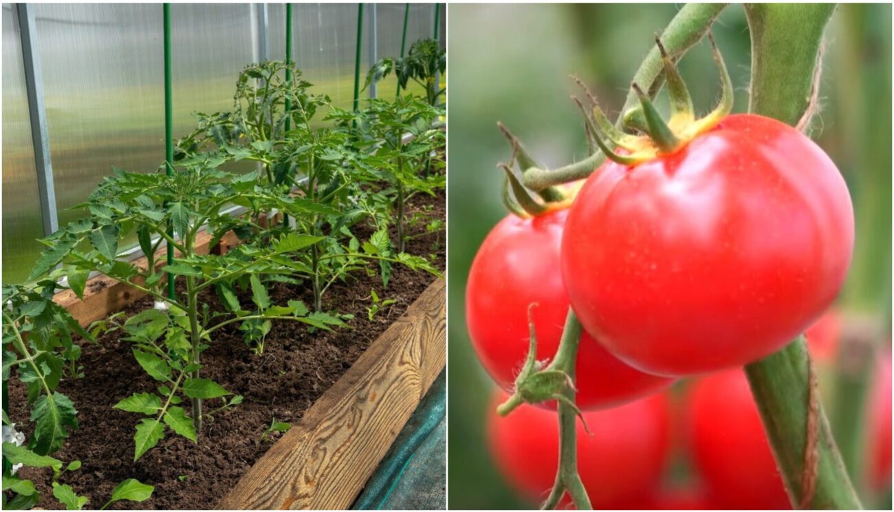 Експерти розповіли,  як правильно зробити калійне підживлення для помідорів