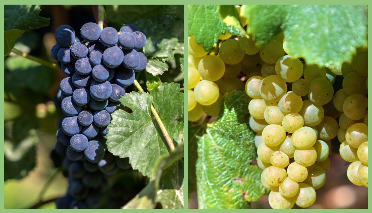 Садівники розповіли, чому сині сорти винограду кращі за білі