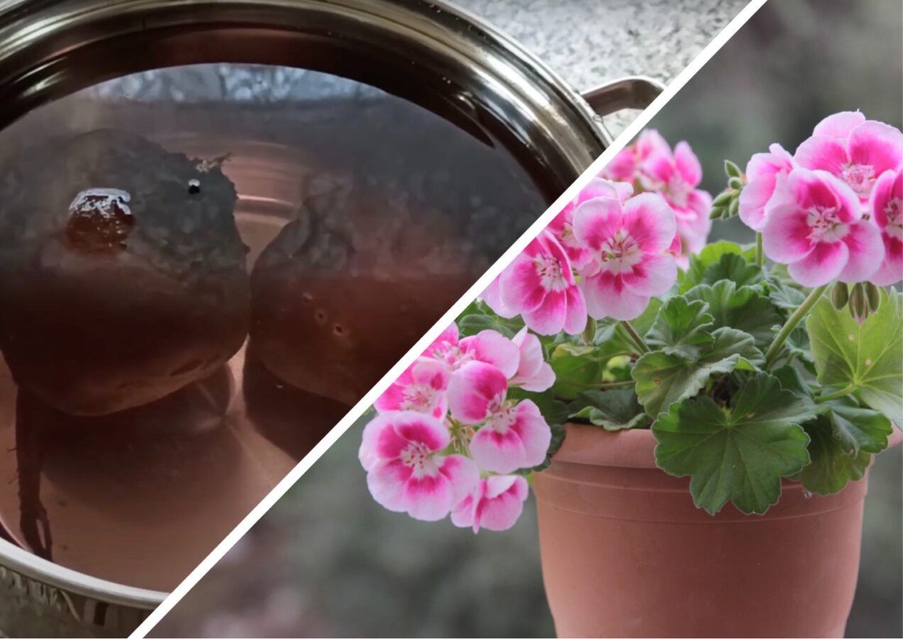Квітникарі розповіли, як використовують воду після варіння овочів