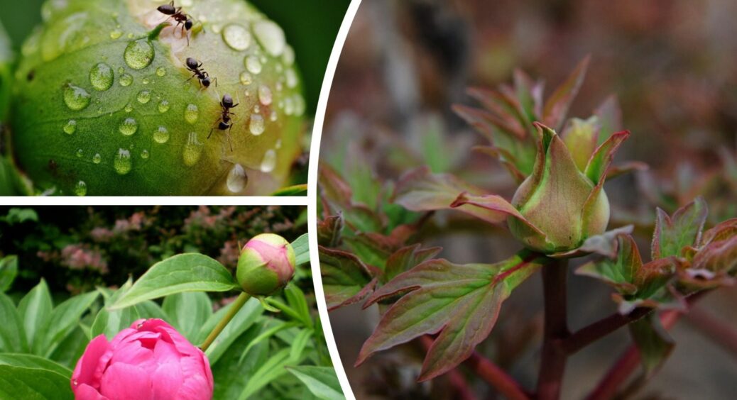 Мурахи на півоніях – вже не проблема: проганяю шкідників цим засобом. Квіти скажуть дякую, а ось комахи – ні 