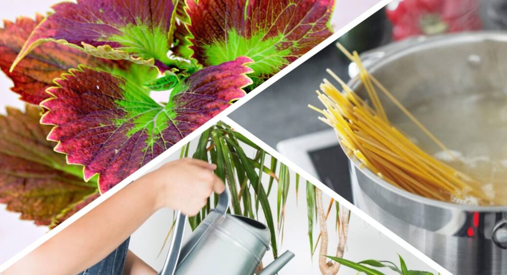 Бабуся збирає воду після варіння макаронів: “годує” нею рослини – і має справжню домашню оранжерею 