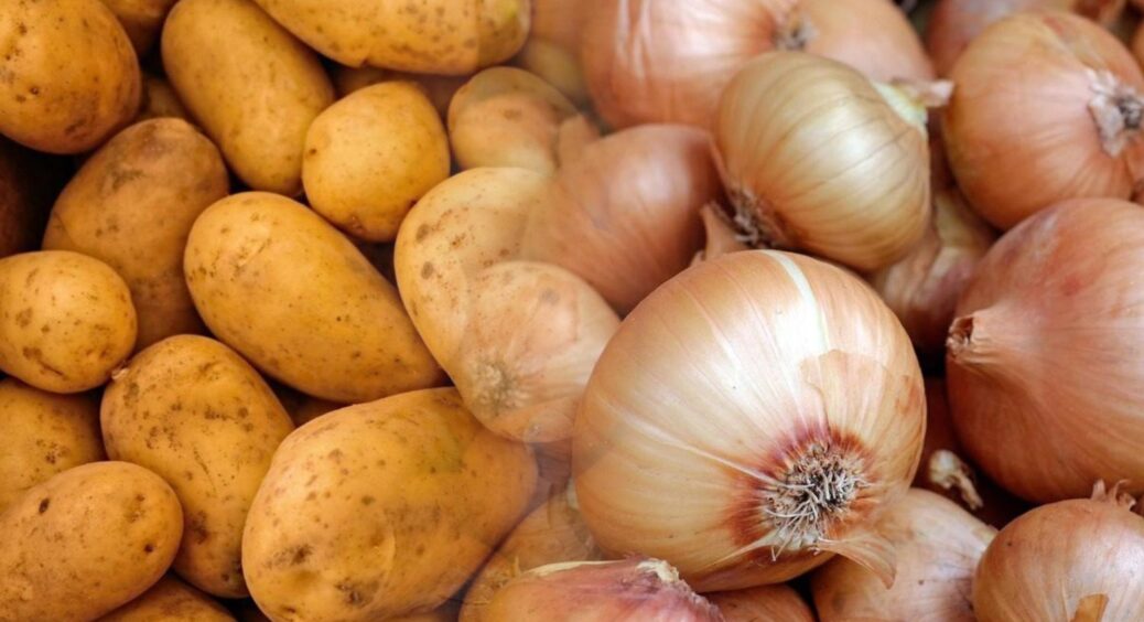 Казала мені бабуся: “Не будь як усі!”. Дарма зберігала картоплю з цибулею разом – тепер маю мішок гнилі 