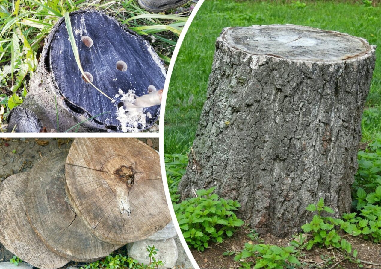 Як позбутись від пеньків на ділянці