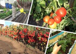 Агрономи назвали сорти помідорів стійкі до фітофтори 
