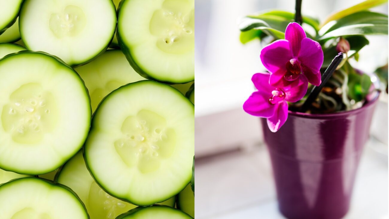 Квітникарі поділилися цікавим методом виявлення шкідників на кімнатних рослинах