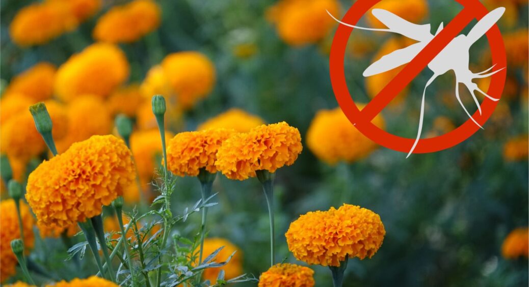 Посадила 5 рослин проти комарів біля альтанки – тепер вечорами спокійно чаюємо надворі: ніхто не кусає 