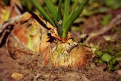 onion-3706937_1280 