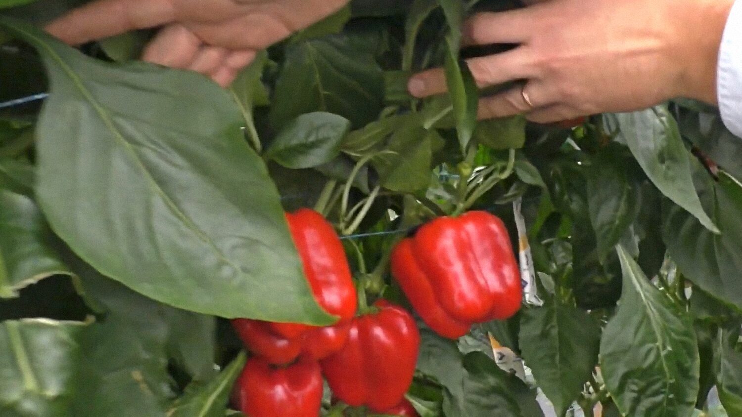 Городники назвали продукт, який треба додавати у лунку для врожайного перцю