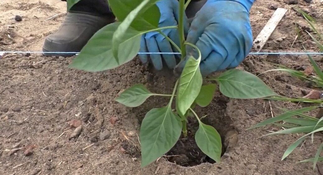 Приїжджав агроном до нашого села й назвав 5 помилок у вирощуванні розсади перцю – так роблять 90% дачників 