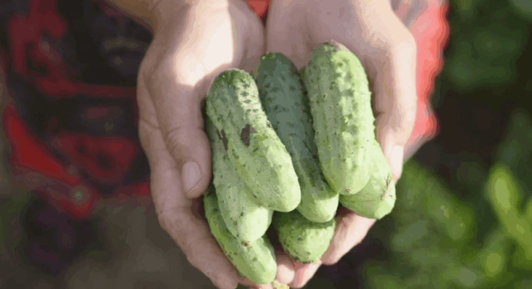 Молоді огірочки підживлюю бабусиною “мішаниною” – з гілочки по 20 огірків виростає: втомлююся збирати 