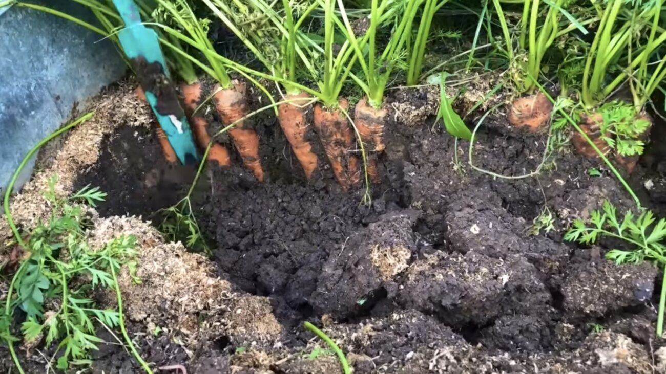 Дачники розповіли ознаки того, що морква не вродить 