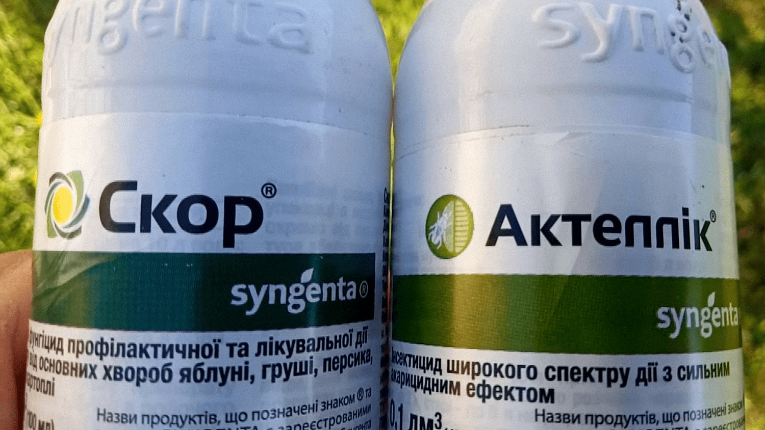 Садівники пояснили, чим краще обприскувати сливи від черв'яків