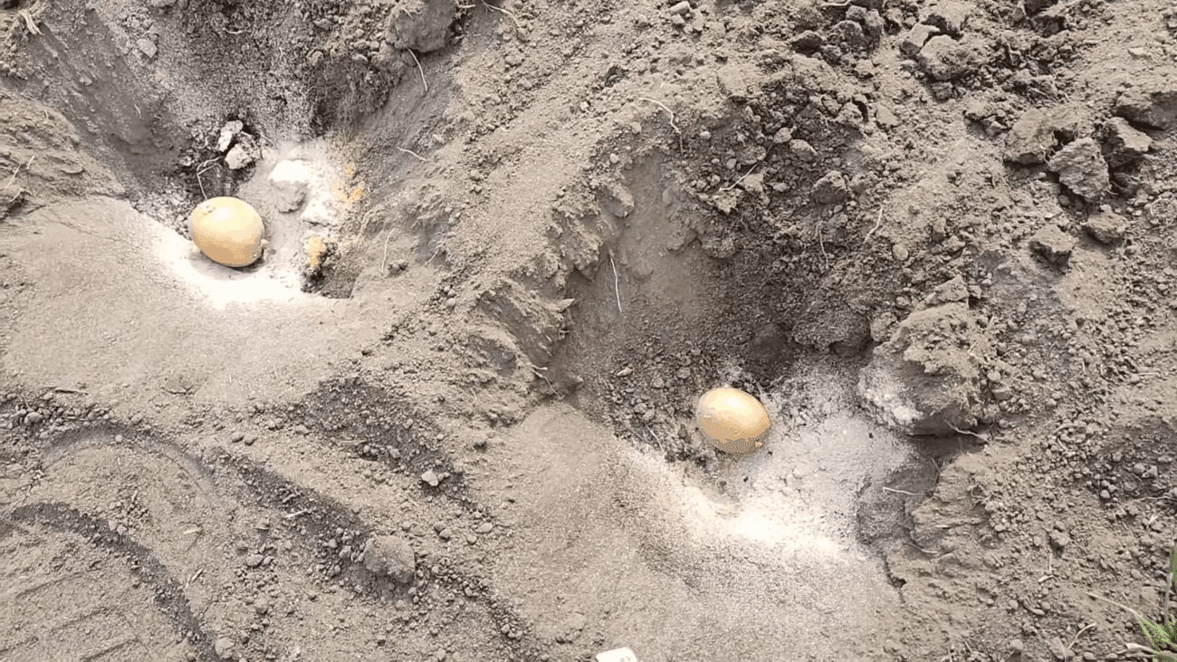 Експерти розповіли, що покласти в лунку під час посадки картоплі