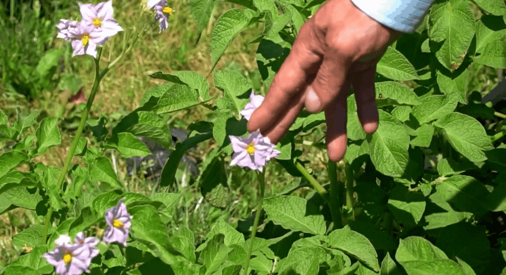Чи зривати цвіт з картоплі? Городники розділили рослини на 2 групи та перевірили, яка дає кращу врожайність 