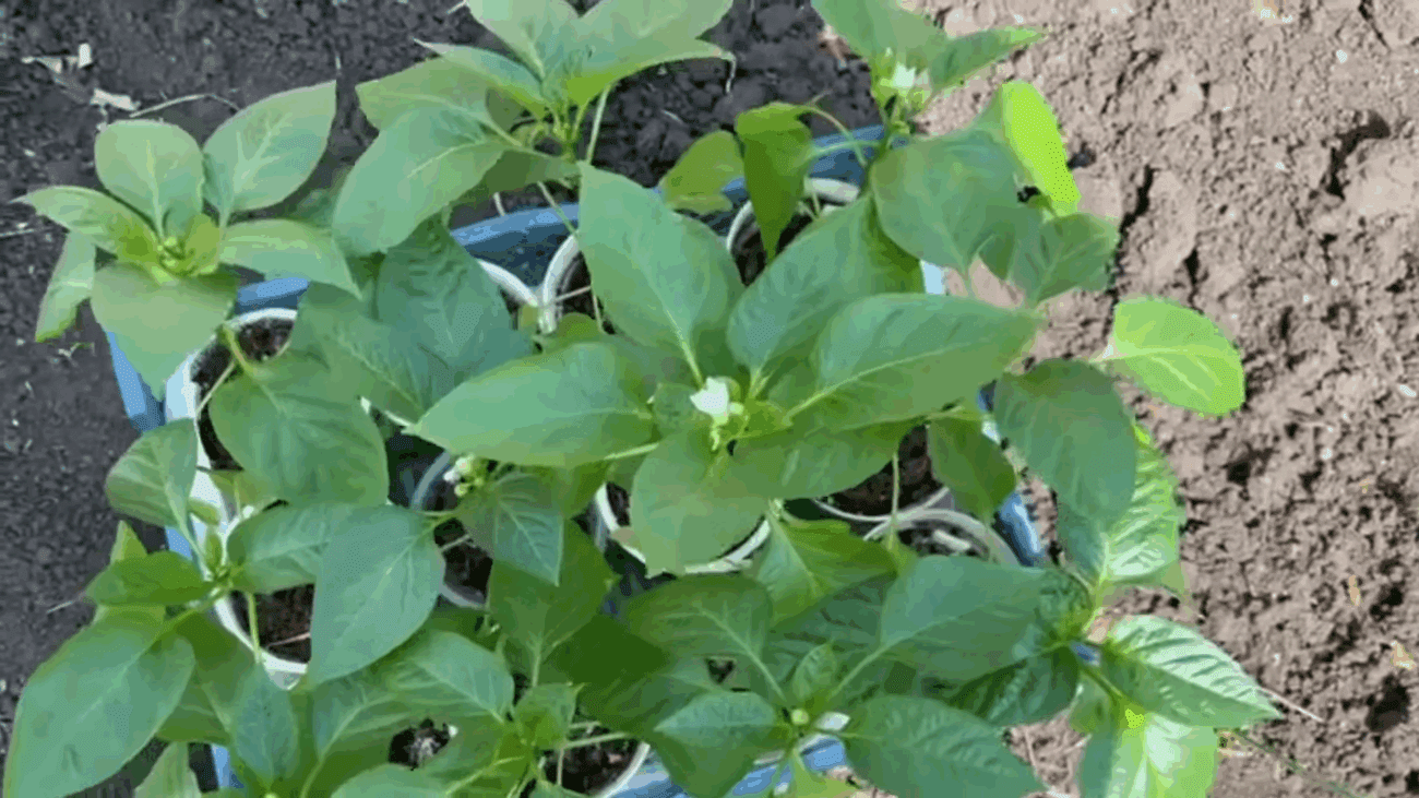 Городники розповіли, чим підживити перці під час цвітіння