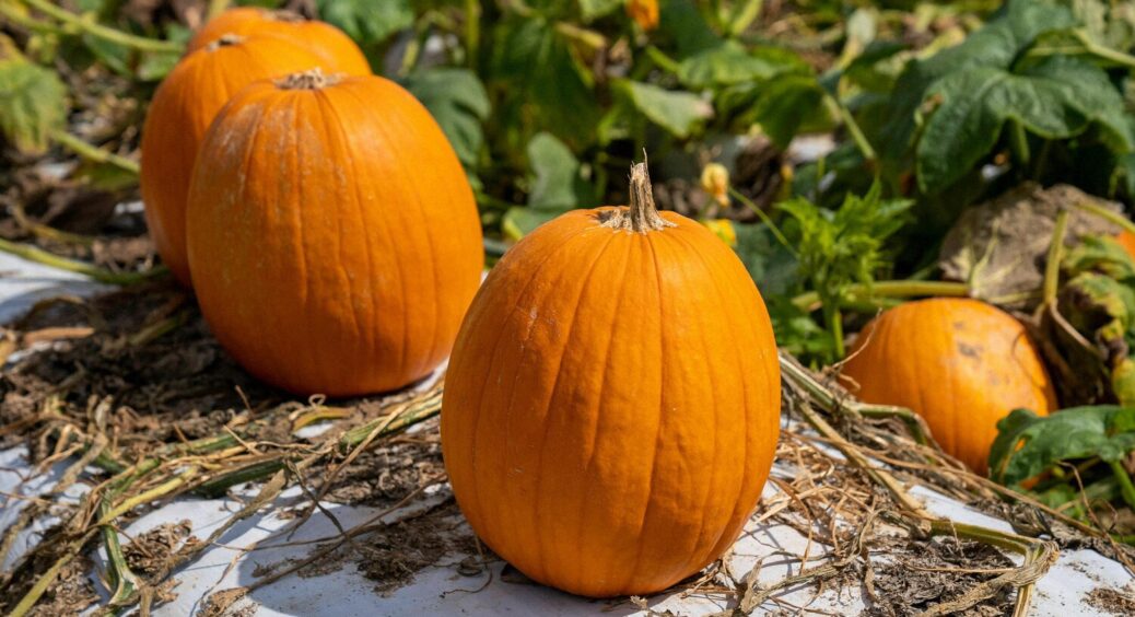 Гарбузи гнили до Нового року – поки не “намастила” їх правильно: 3 кроки і лежать до літа свіженькі 