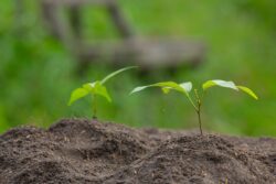 seedling-5800499_1280 