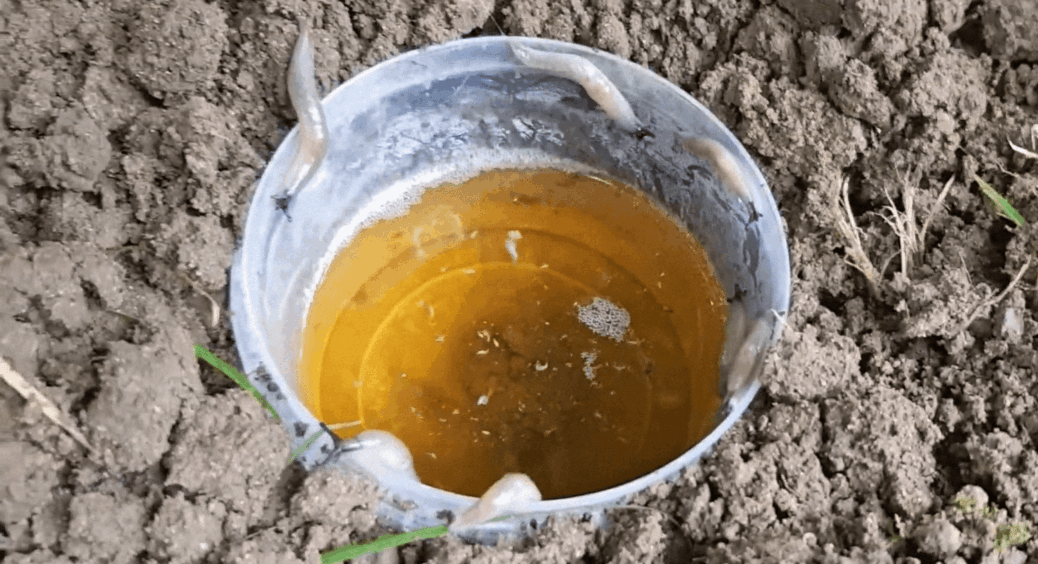 Пусті пластикові пляшки не викидаю: беру їх на дачу – і біди собі не знаю. Мій помічник №1 від слимаків 