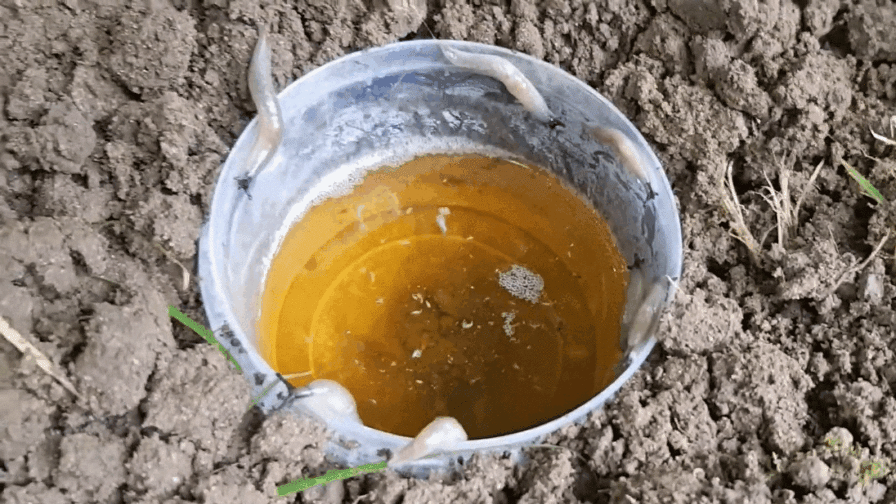 Садівники розповіли, як позбутися слимаків за допомогою пластикових пляшок