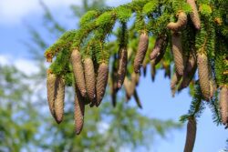spruce-cones-3493260_1280 