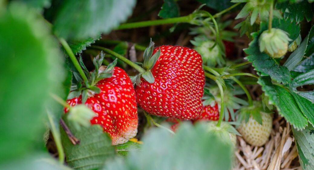 Моя полуниця росте велика та дуже солодка, а все завдяки одному добриву: секрет 67-річної баби 
