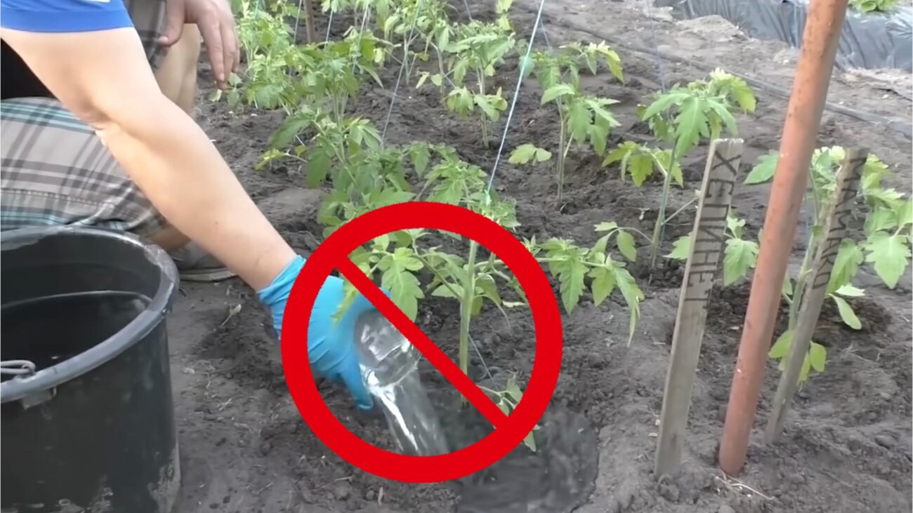 Городники розповіли про добрива, якими не можна підживлювати помідори