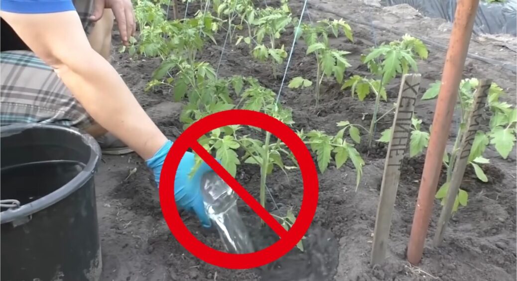 3 популярні підживки для помідорів, які позбавляють вас врожаю: запамʼятайте раз і назавжди – це табу! 