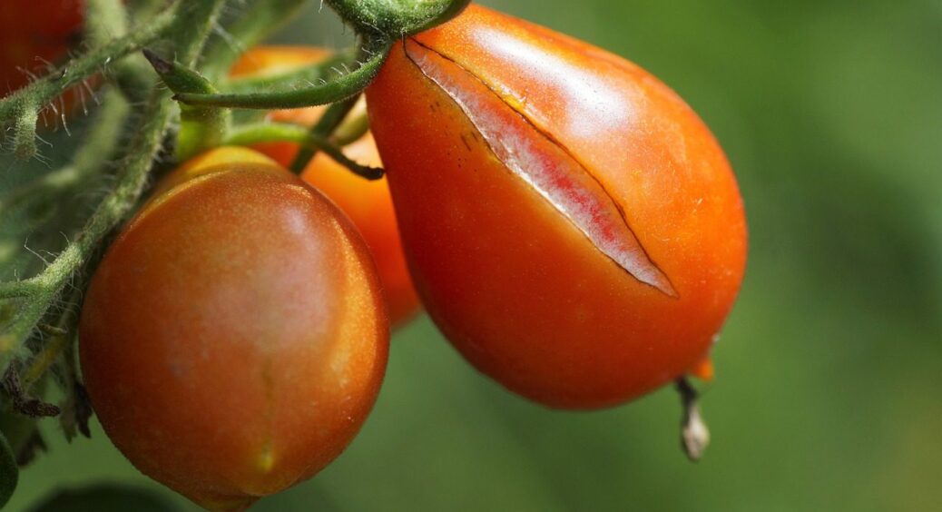 Роблю це тільки вранці, і мої томати без жодної “тріщинки”: шкірка тоненька, але без єдиного недоліка 