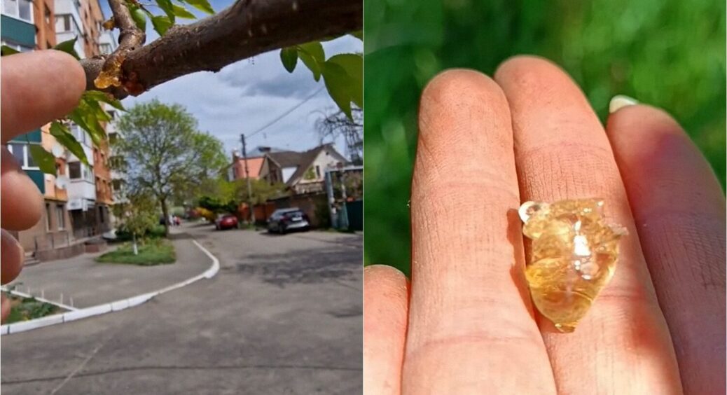 В дитинстві це була для нас безплатна жуйка: що гастроентерологи кажуть про смолу фруктових дерев 