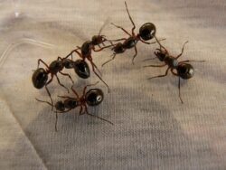 wood-ant-queens-3254_1280 