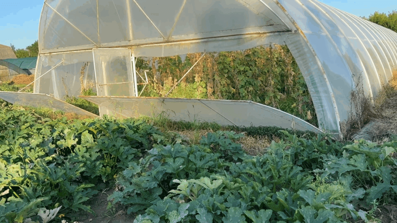 Експерти розповіли, що робити, якщо жовтіє розсада