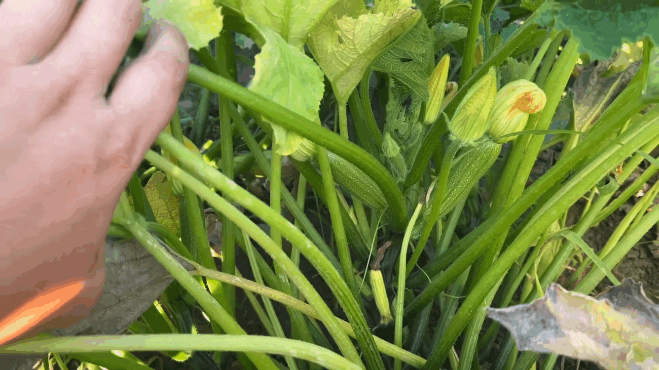 Експерти розповіли, що робити, якщо жовтіє листя кабачків