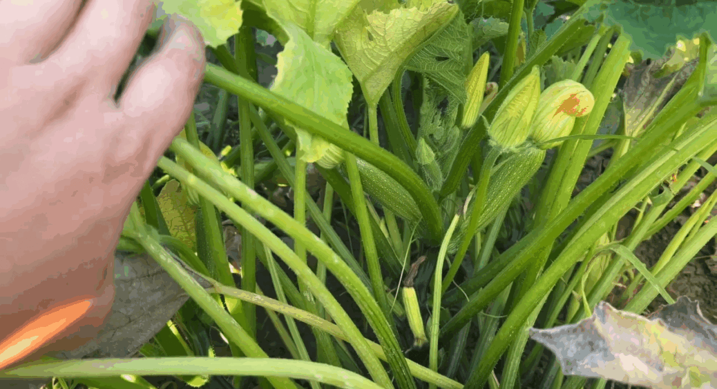 Жовте листя на кабачках – не зривайте його ні за що! Бабуся розповіла секрет, чому це “золото” рятує врожай! 