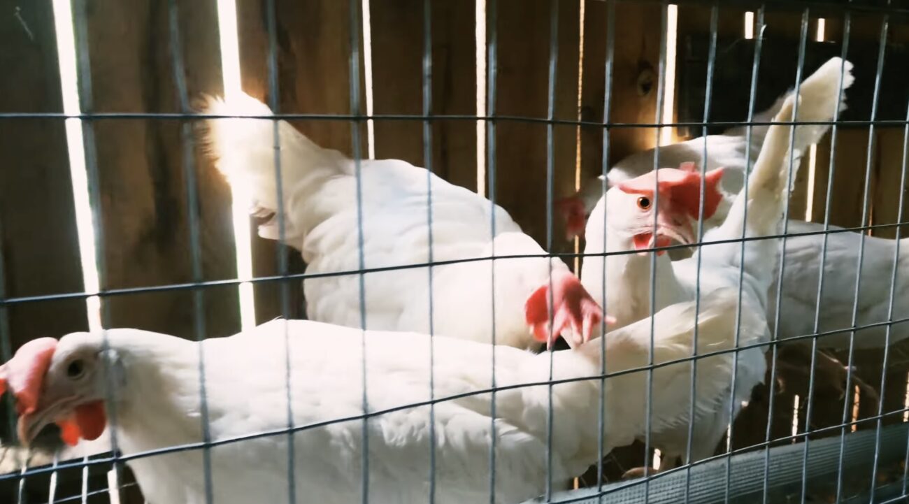 Птахівники назвали три породи курей, які дають багато яєць Птахівники назвали три породи курей, які дають багато яєць