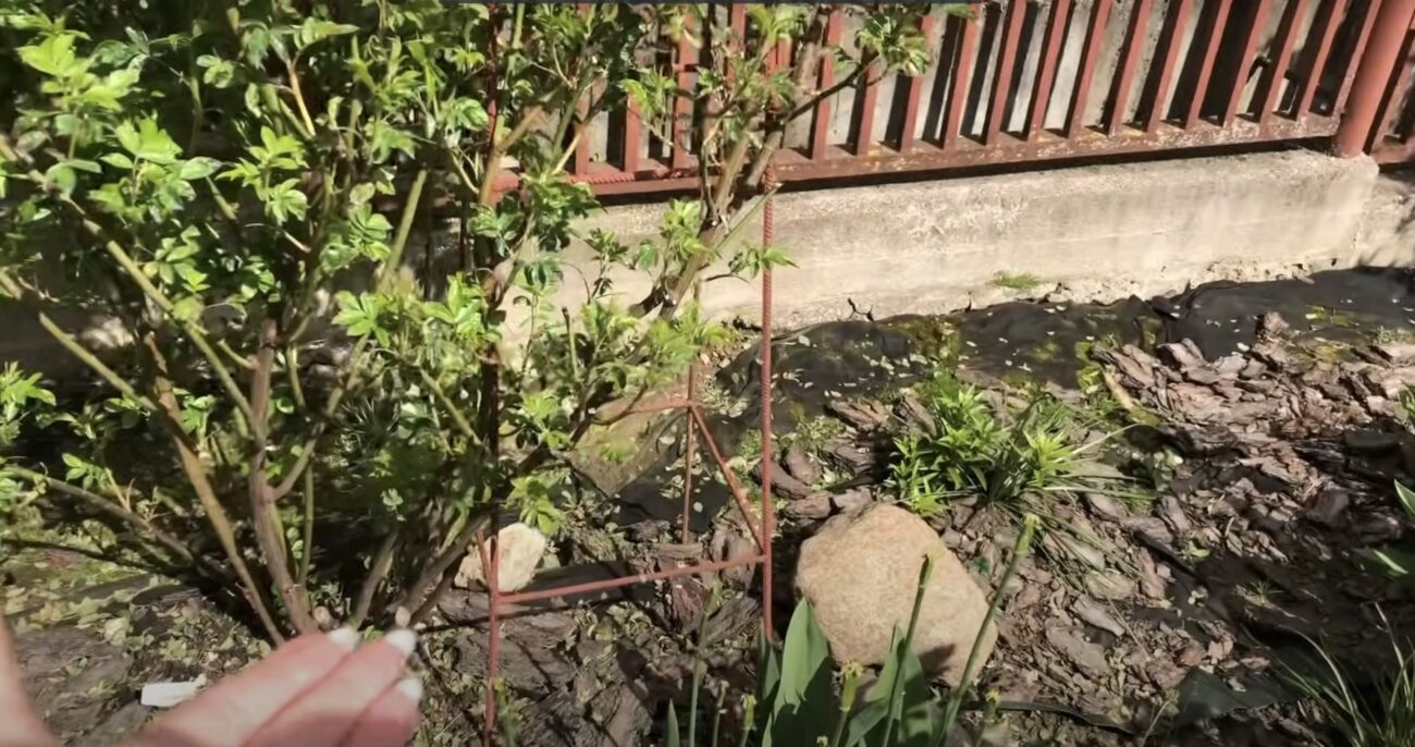 Садівники розповіли, як будь-яку опору перетворити на квітучу стіну 