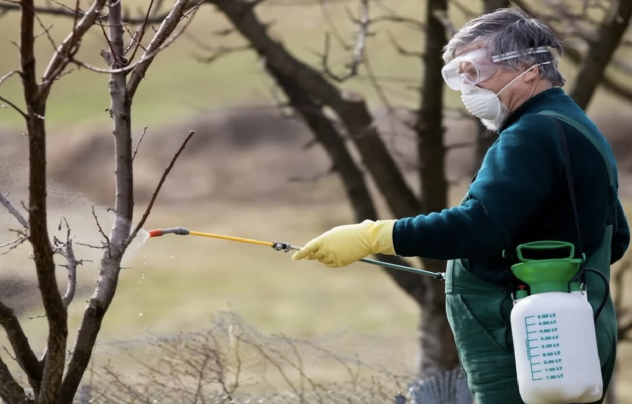 Садівники розповіли, як використовують соду від попелиці