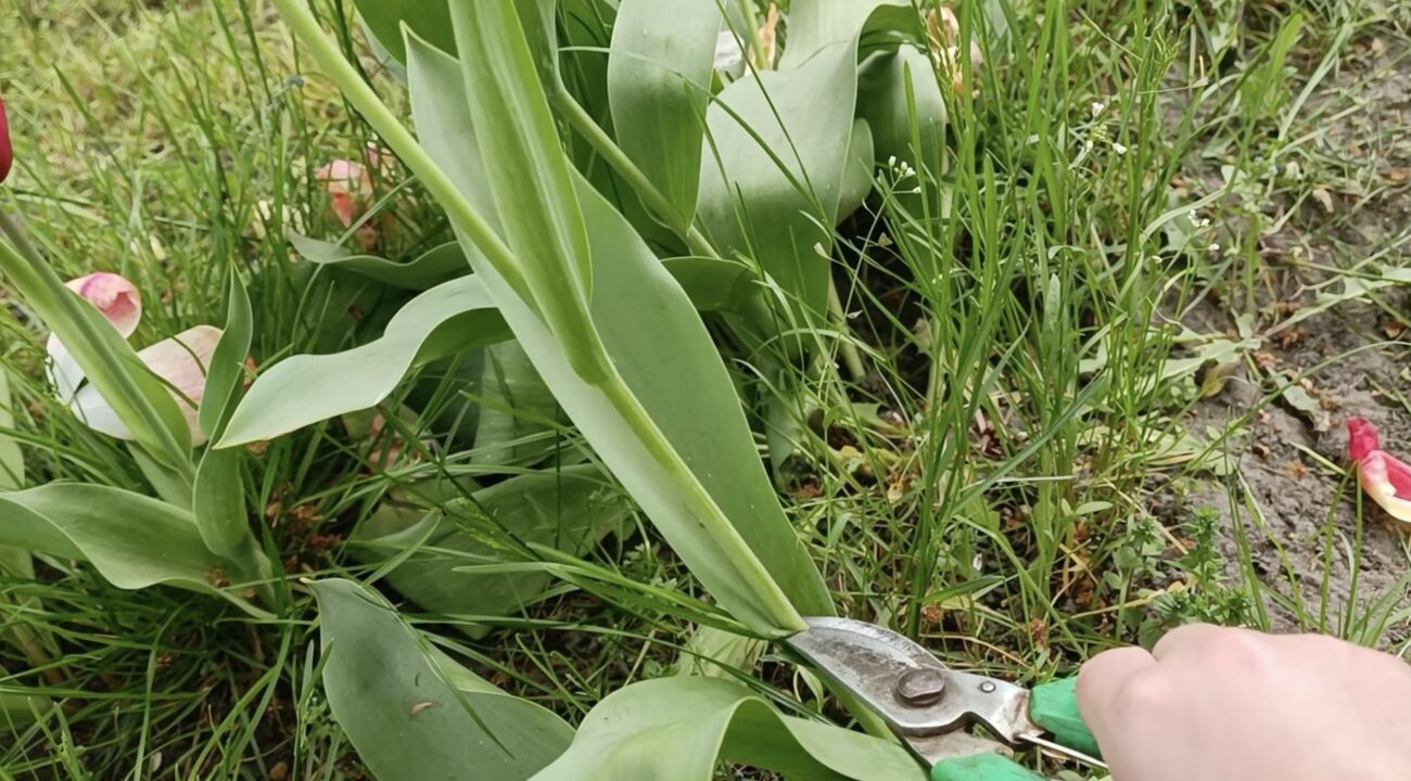 Квітникарі пояснили, навіщо зрізати тюльпани після цвітіння