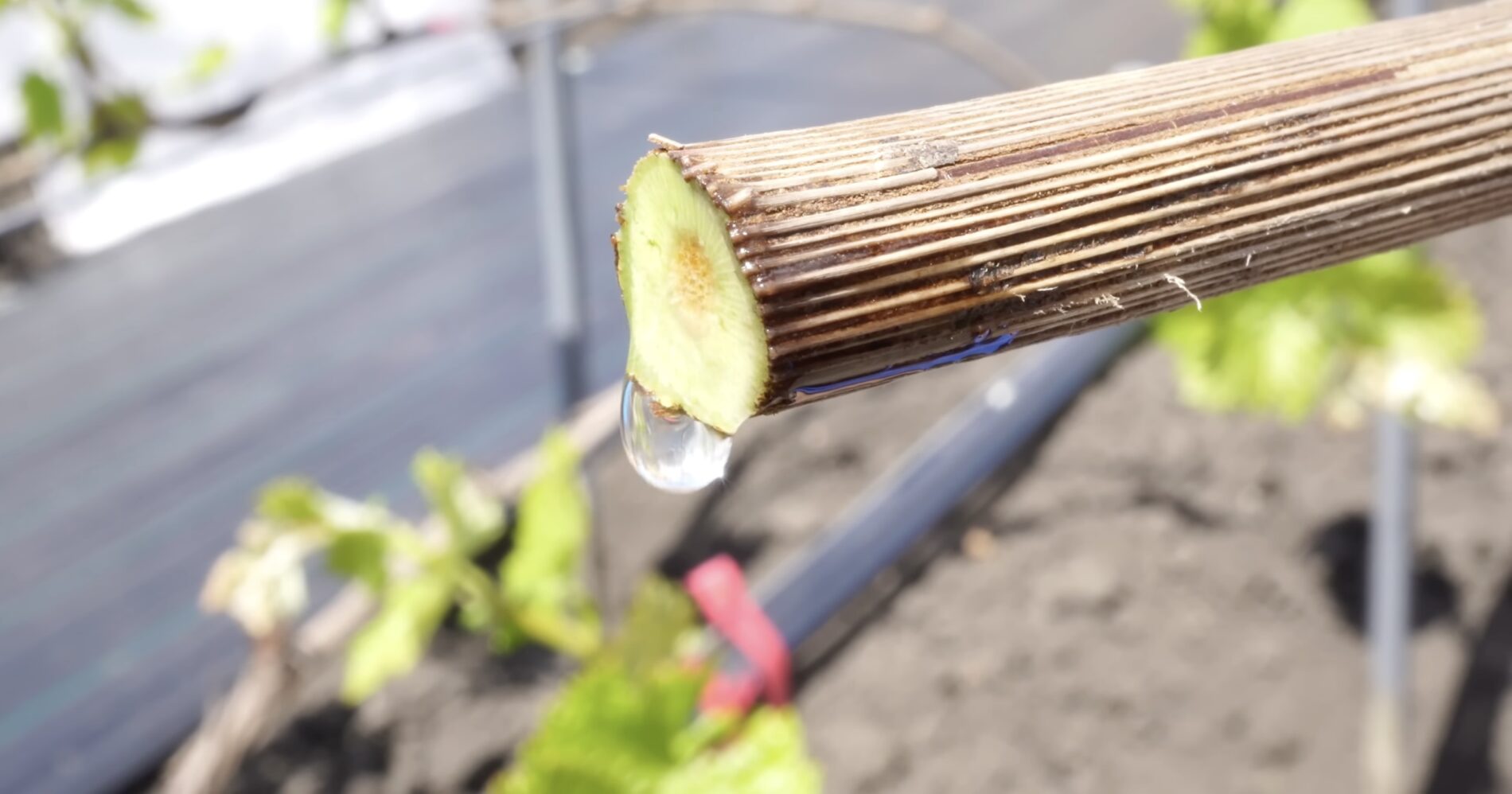 Садівники розповіли, чому з виноградної лози тече пасока