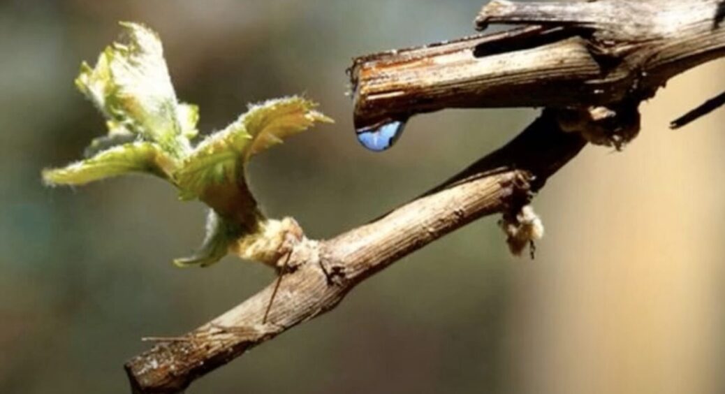 Дідусь розповів, що робити, коли лоза “плаче” – чим обробити від хвороб і весняних приморозків 