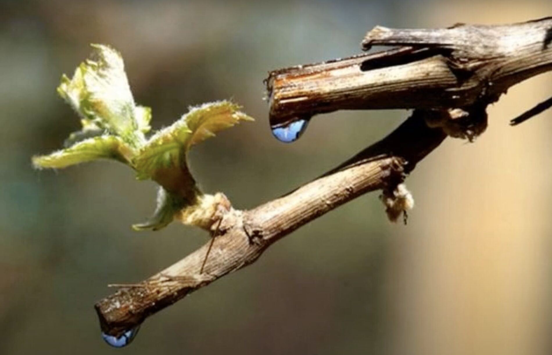 Садівники розповіли, чим обробити виноград від хвороб і приморозків. Фото: скриншот з відео