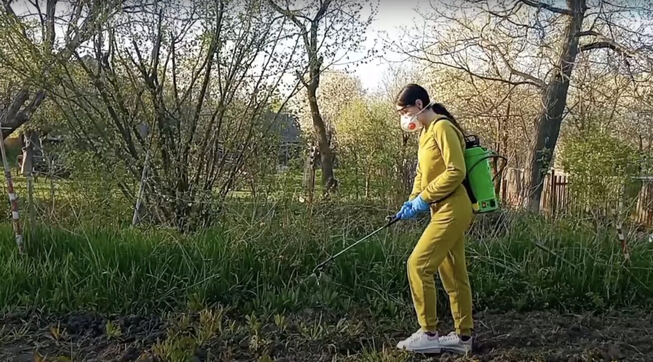 Садівники поділилися способами, як прибрати пирій з ділянки Садівники поділилися способами, як прибрати пирій з ділянки