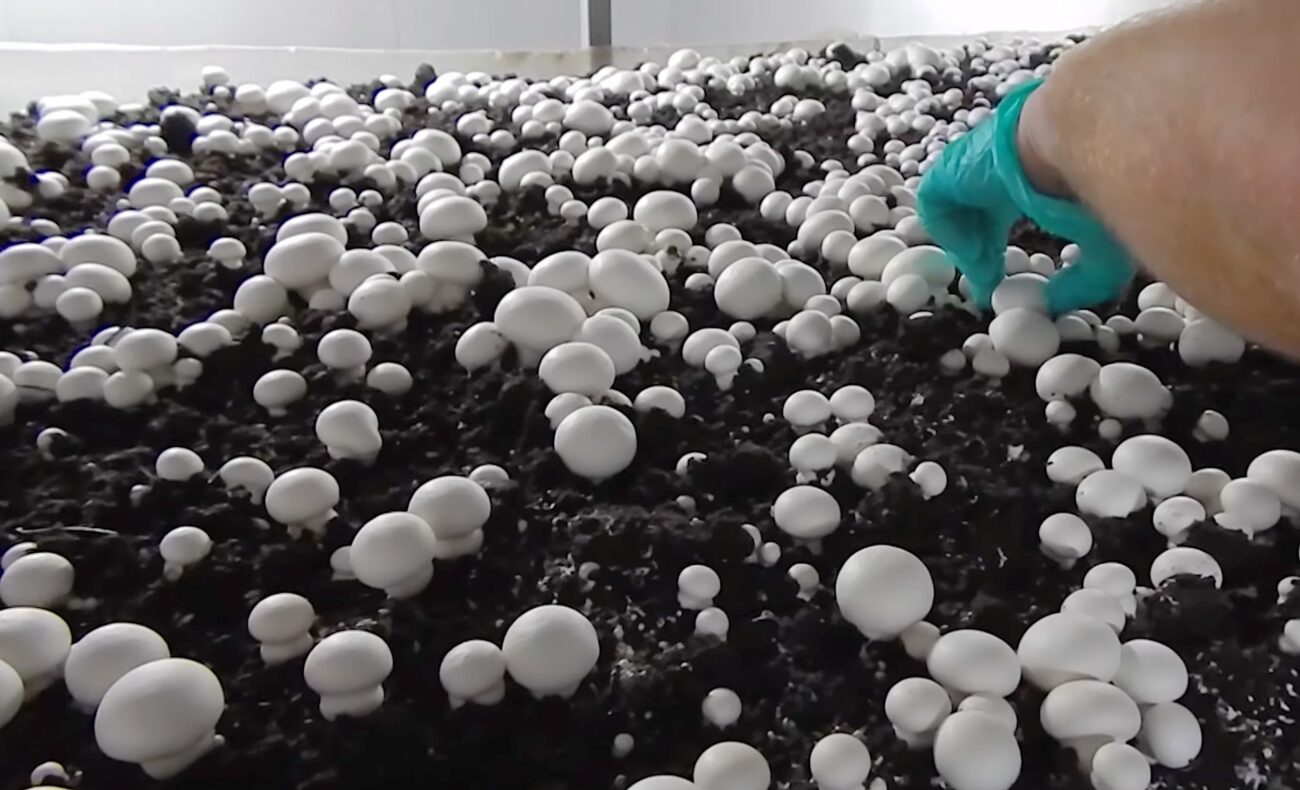 Експерти розповіли, як вирощувати гриби просто вдома