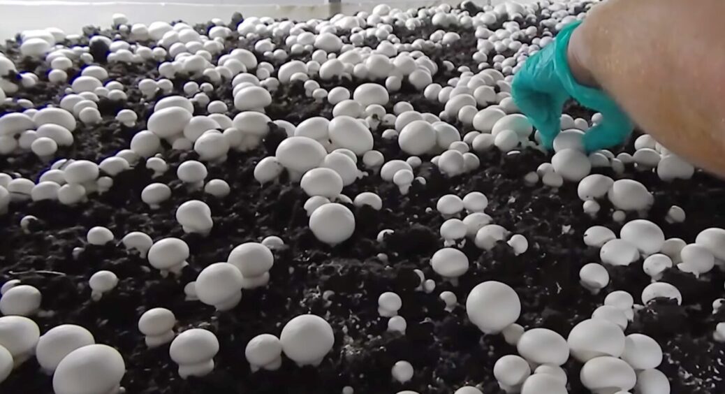 Гриби збираю не в лісі, а вдома у коробці: закопала спори у звичайну землю – перші з’явились через 2 тижні 