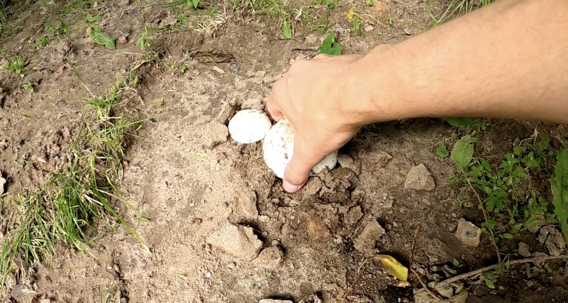 Експерти розповіли, як виростити гриби за відсутності льоху