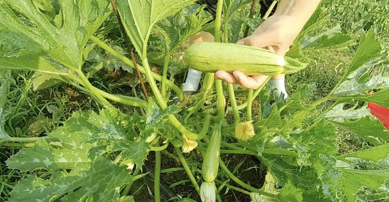 Агрономи поділилися новим способом посадки кабачків
