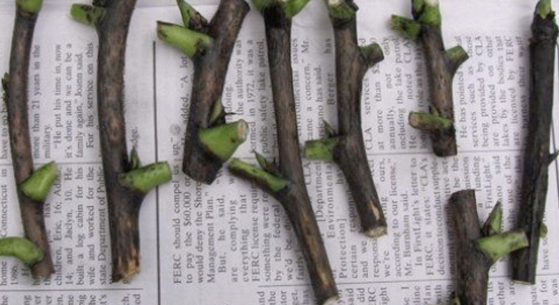 Садівники розповіли, як зберігати живці взимку, щоб навесні отримати саджанці