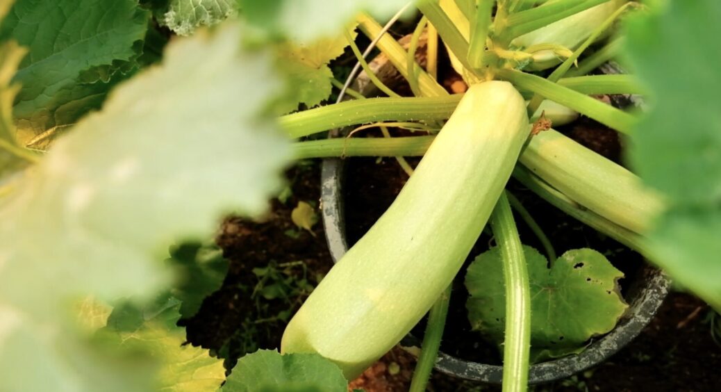 Кума з села “підігнала” 1 пакетик секретного насіння – з нього виросли кабачки по 2,5 кг, аж ламають гілки 