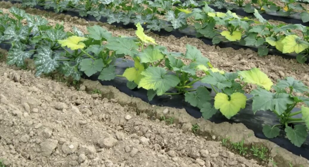 Не сій паніку — сій зелень! Що ще можна посадити в червні 2025, аби було що їсти й узимку 